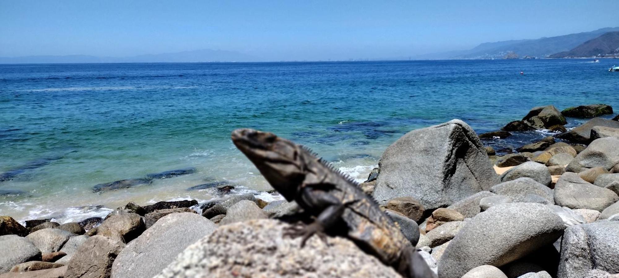Villas Del Amor Amor Puerto Vallarta Dış mekan fotoğraf